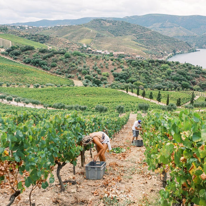 Vines In Portugal