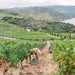 Vines In Portugal