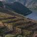 Vineyards In Porto